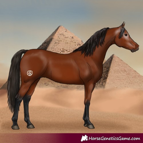 Horse Color:Gray Bay 