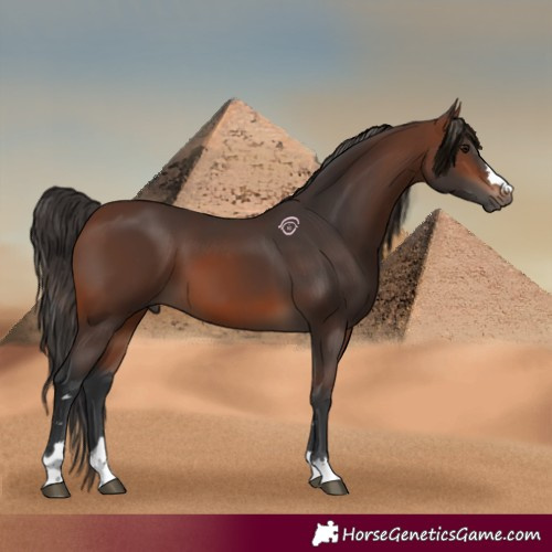 Horse Color:Brown 
