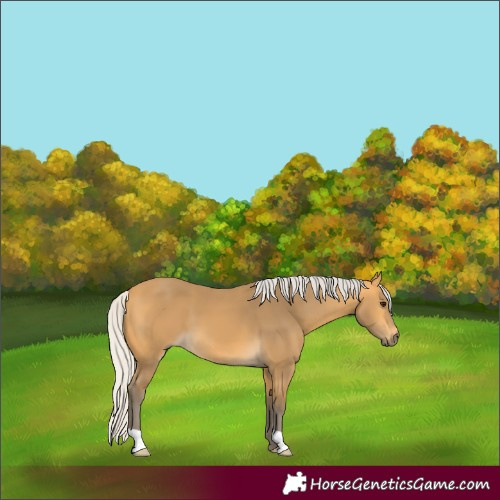 Horse Color:Silver Buckskin 