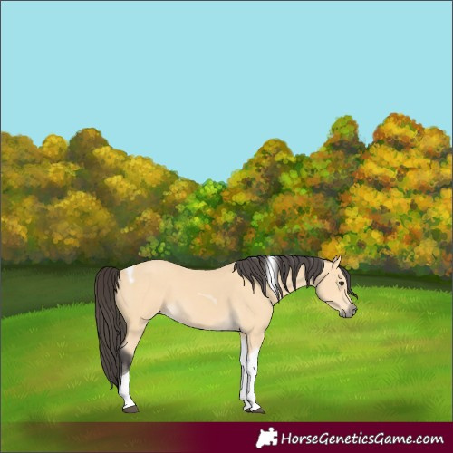 Horse Color:Buckskin Tobiano