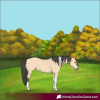 Horse Color:Buckskin Tobiano