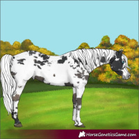 Horse Color:White Spotted Black Harlequin Merle