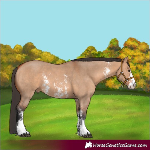 Horse Color:Bay Dun Sabino 