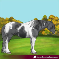 Horse Color:Black Merle Tobiano 