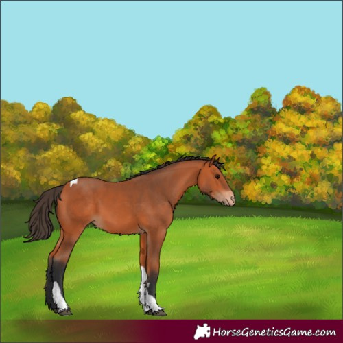 Horse Color:Bay Tobiano Appaloosa 