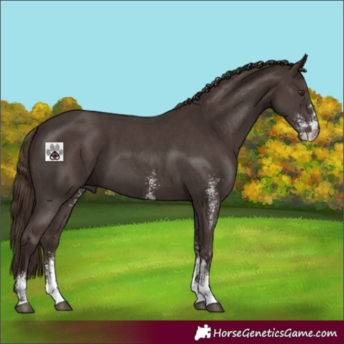 Horse Color:Liver Chestnut Sabino 