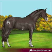 Horse Color:Liver Chestnut Sabino 