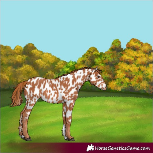 Horse Color:Chestnut Tobiano Near Leopard
