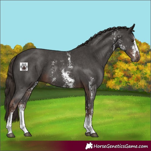 Horse Color:Liver Chestnut Sabino