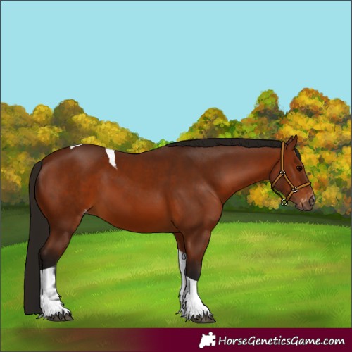Horse Color:Gray Bay Tobiano Appaloosa 