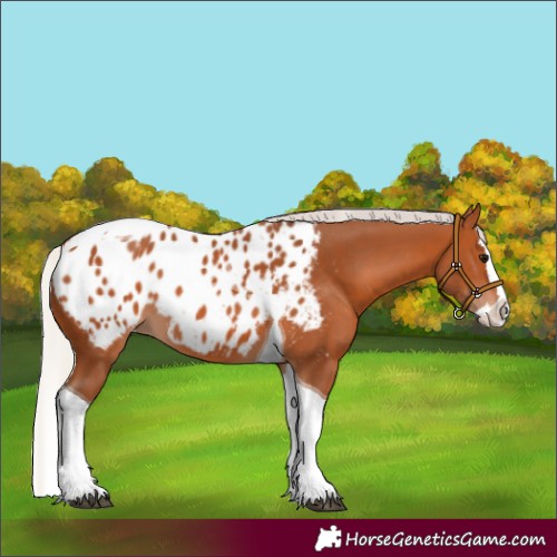 Horse Color:Silver Bay Splash Tobiano Appaloosa