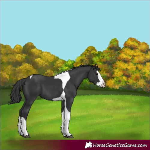 Horse Color:Black Splash Tobiano 