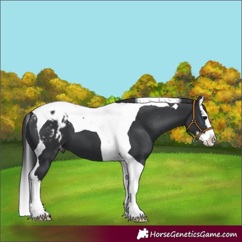 Horse Color:Black Splash Tobiano Appaloosa 