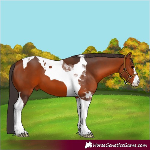 Horse Color:White Spotted Bay Tobiano