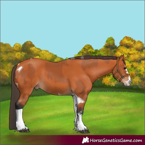 Horse Color:Bay Tobiano  and Bay Sabino Tobiano 