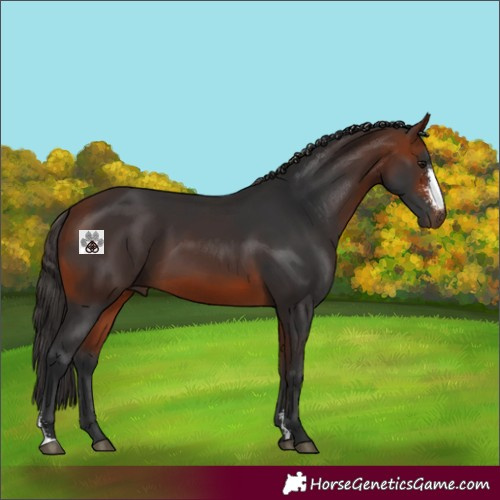 Horse Color:Bay Sabino 