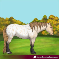 Horse Color:Buckskin Roan Dun Appaloosa 