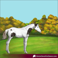 Horse Color:Liver Chestnut Sabino Splash Tobiano 
