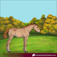 Horse Color:Red Dun Sabino