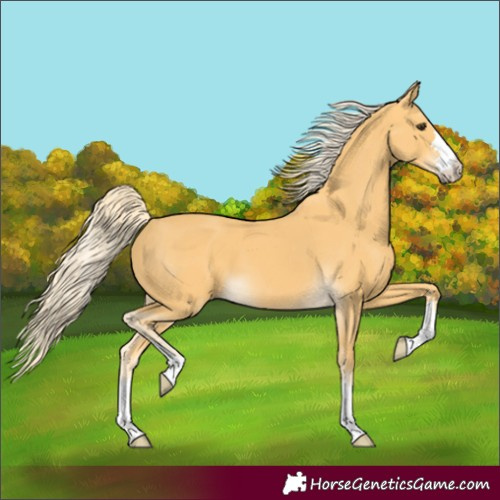 Horse Color:Palomino 