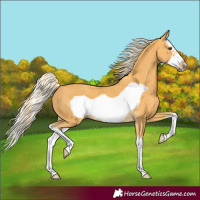 Horse Color:Palomino Splash Frame