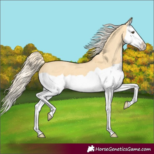 Horse Color:Palomino Dun Splash 