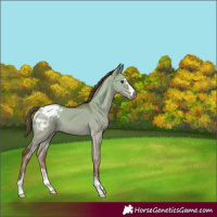 Horse Color:Gray Red Dun Appaloosa