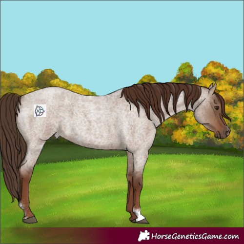 Horse Color:Liver Red Dun Roan Sabino 