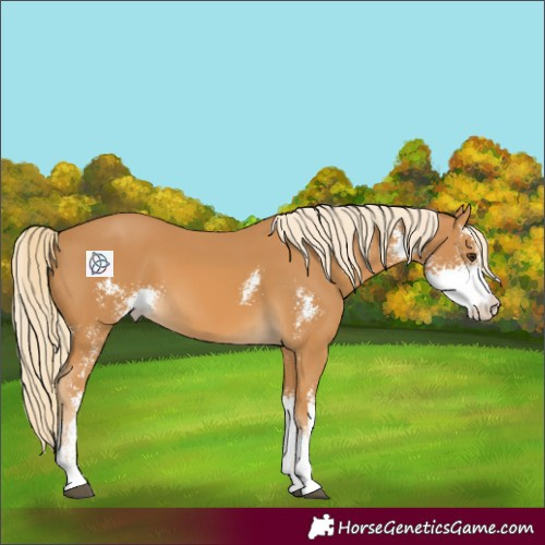 Horse Color:Palomino Sabino 
