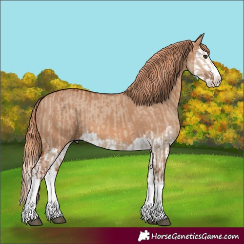 Horse Color:Red Dun Splash and Red Dun Splash