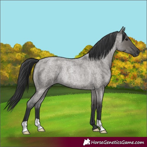 Horse Color:Grullo Roan Rabicano 
