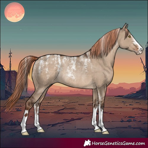 Horse Color:Powder White Liver Red Dun Rabicano 