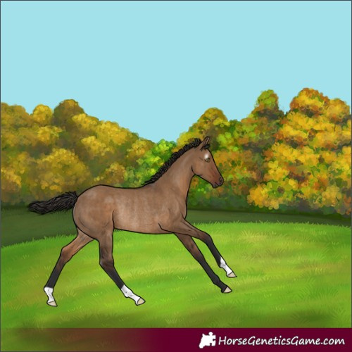 Horse Color:Gray Liver Red Dun Rabicano 