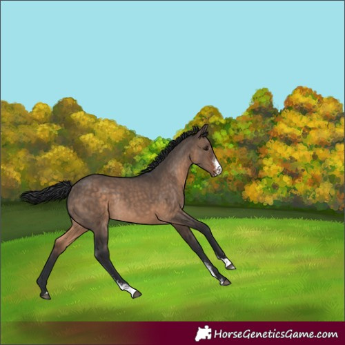 Horse Color:Brown Dun Sabino Rabicano 