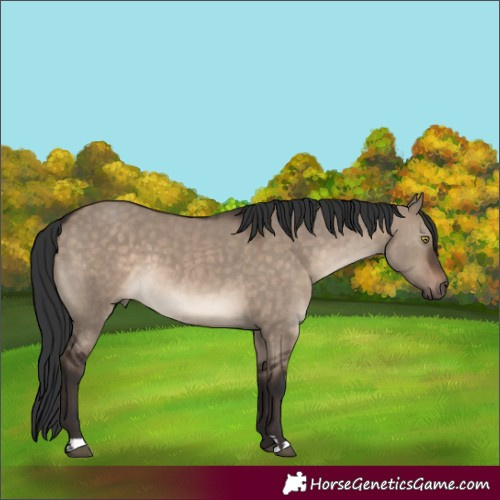 Horse Color:Brown Dun 