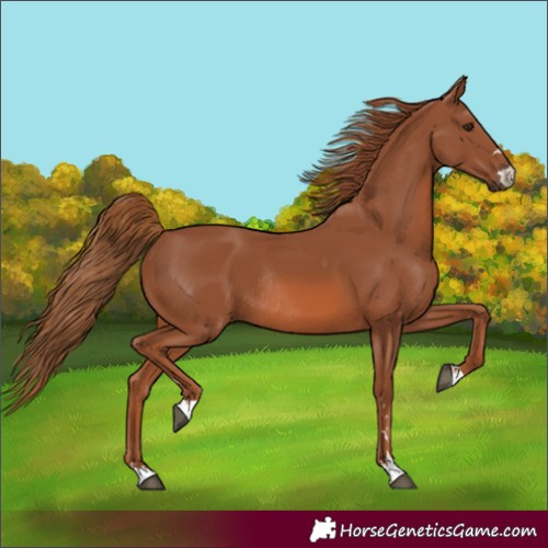 Horse Color:Chestnut Rabicano 