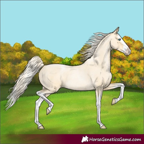 Horse Color:Palomino Roan Pearl Splash 