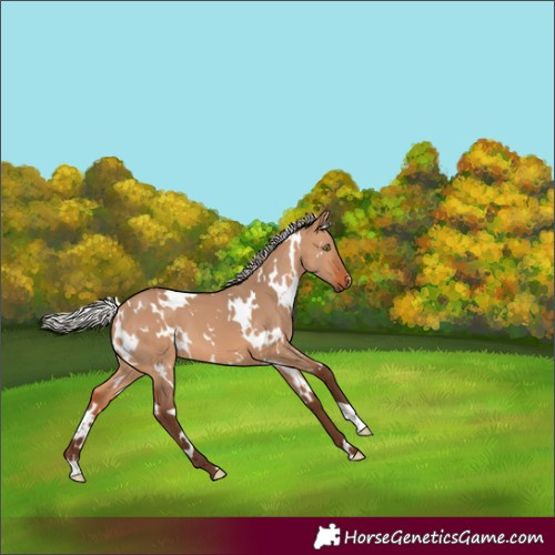 Horse Color:White Spotted Silver Bay Dun