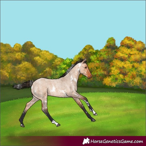 Horse Color:White Spotted Bay Roan Dun Rabicano 