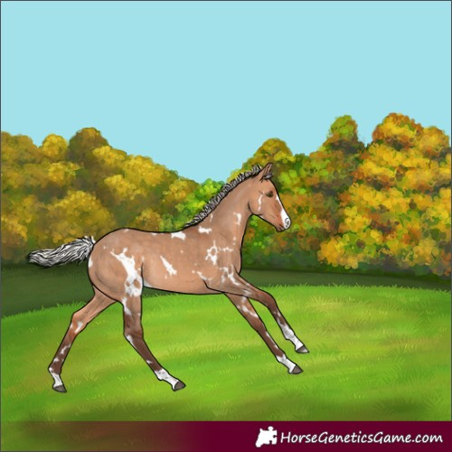 Horse Color:White Spotted Silver Bay Dun Rabicano