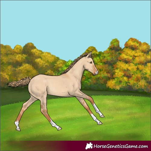 Horse Color:Red Dun Rabicano 