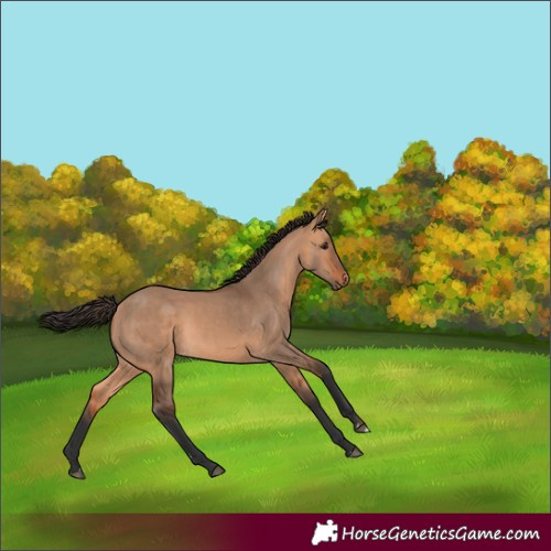 Horse Color:Bay Dun Rabicano 