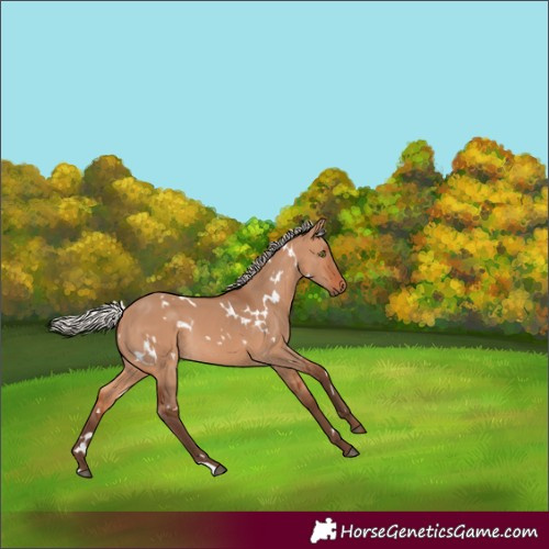 Horse Color:White Spotted Silver Bay Dun Rabicano 