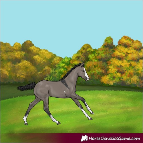 Horse Color:Grullo