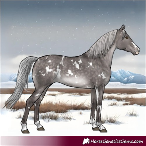 Horse Color:Platinum White Spotted Silver Bay Dun 
