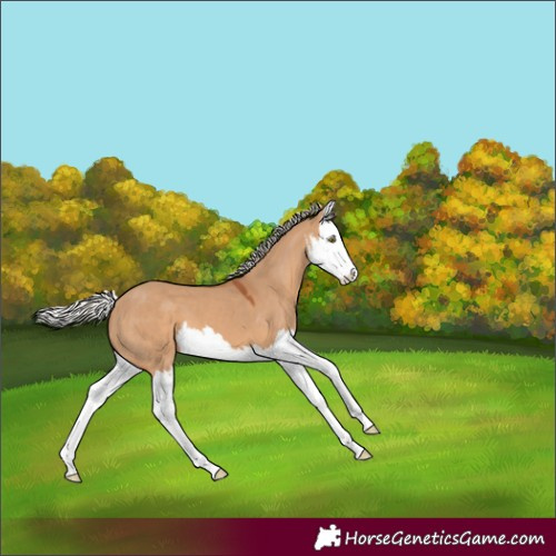 Horse Color:White Spotted Silver Bay Dun Splash 