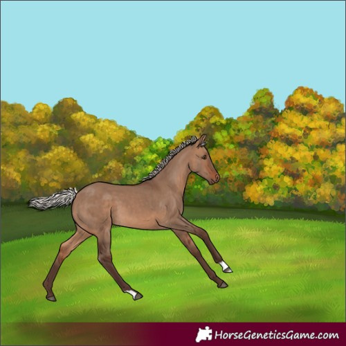 Horse Color:Silver Brown Dun 