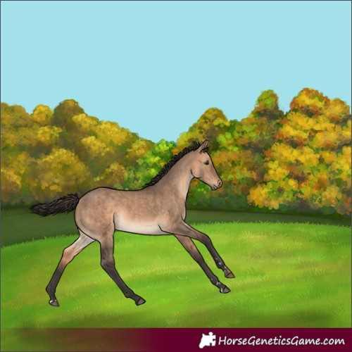 Horse Color:Bay Dun Rabicano 
