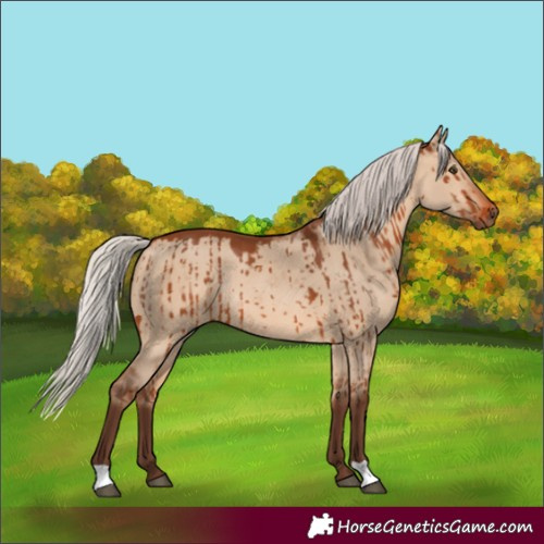 Horse Color:Silver Bay Dun Rabicano Brindle 