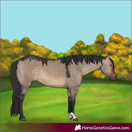 Horse Color:Brown Dun Rabicano 